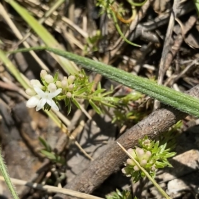 Asperula conferta (Common Woodruff) at Ainslie, ACT - 19 Sep 2022 by Ned_Johnston