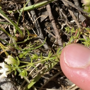 Asperula conferta at Ainslie, ACT - 19 Sep 2022