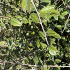 Cotoneaster pannosus (Cotoneaster) at Hackett, ACT - 19 Sep 2022 by Ned_Johnston