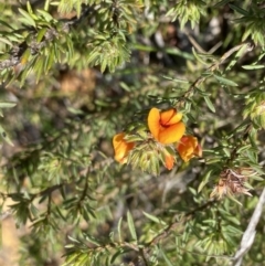 Pultenaea subspicata (Low Bush-pea) at Hackett, ACT - 19 Sep 2022 by Ned_Johnston