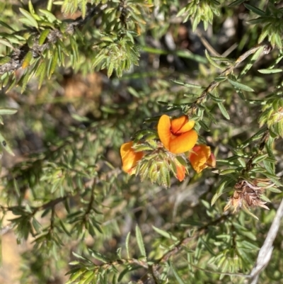 Pultenaea subspicata (Low Bush-pea) at Hackett, ACT - 19 Sep 2022 by NedJohnston