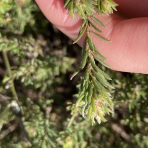 Pultenaea subspicata at Hackett, ACT - 19 Sep 2022