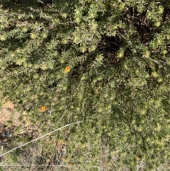 Pultenaea subspicata at Hackett, ACT - 19 Sep 2022 01:40 PM
