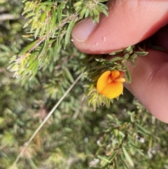 Pultenaea subspicata at Hackett, ACT - 19 Sep 2022 01:40 PM
