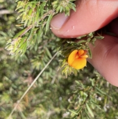 Pultenaea subspicata at Hackett, ACT - 19 Sep 2022