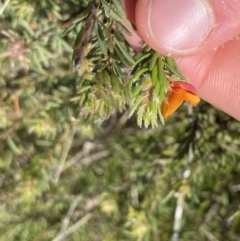 Pultenaea subspicata at Hackett, ACT - 19 Sep 2022