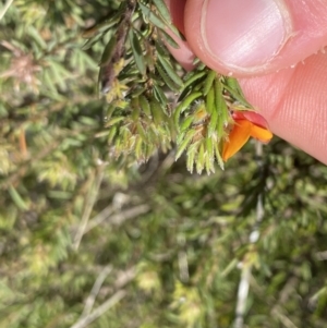 Pultenaea subspicata at Hackett, ACT - 19 Sep 2022 01:40 PM