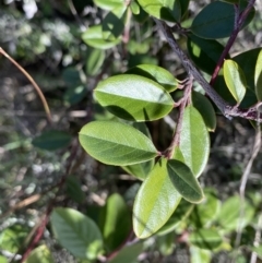 Cotoneaster pannosus (Cotoneaster) at Hackett, ACT - 19 Sep 2022 by Ned_Johnston