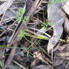 Daucus glochidiatus at Hawker, ACT - 20 Sep 2022 09:29 AM