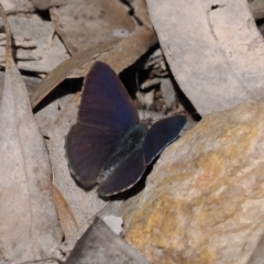 Erina hyacinthina (Varied Dusky-blue) at Gossan Hill - 19 Sep 2022 by RAllen