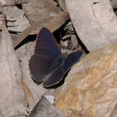 Erina hyacinthina (Varied Dusky-blue) at Bruce, ACT - 19 Sep 2022 by RAllen