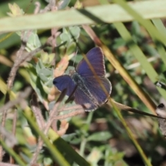 Erina hyacinthina at Bruce, ACT - 19 Sep 2022 10:23 AM