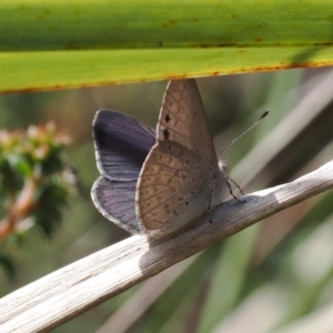 Erina hyacinthina at Bruce, ACT - 19 Sep 2022 10:23 AM