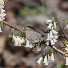 Erina hyacinthina at Bruce, ACT - 19 Sep 2022 10:23 AM