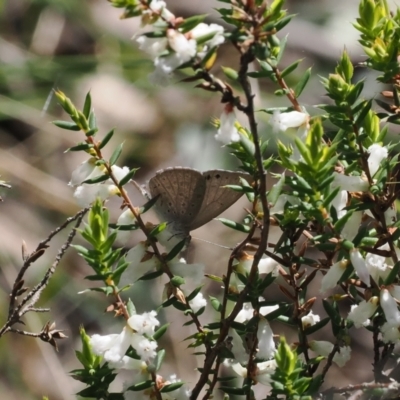 Erina hyacinthina (Varied Dusky-blue) at Bruce, ACT - 19 Sep 2022 by RAllen