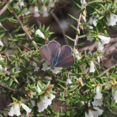 Erina hyacinthina at Bruce, ACT - 19 Sep 2022