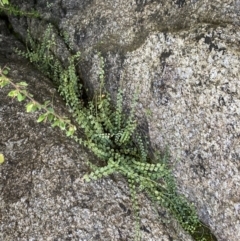 Asplenium flabellifolium (Necklace Fern) at Booth, ACT - 20 Sep 2022 by RAllen