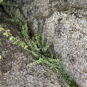 Asplenium flabellifolium at Booth, ACT - suppressed