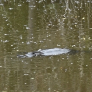 Ornithorhynchus anatinus at Jerrabomberra Wetlands - 10 Oct 2021 05:47 PM