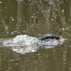 Ornithorhynchus anatinus at Jerrabomberra Wetlands - 10 Oct 2021