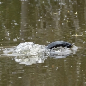 Ornithorhynchus anatinus at Jerrabomberra Wetlands - 10 Oct 2021 05:47 PM