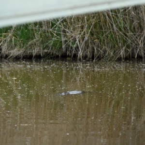 Ornithorhynchus anatinus at Jerrabomberra Wetlands - 10 Oct 2021