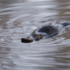 Ornithorhynchus anatinus (Platypus) at QPRC LGA - 14 Nov 2018 by Waterwatch