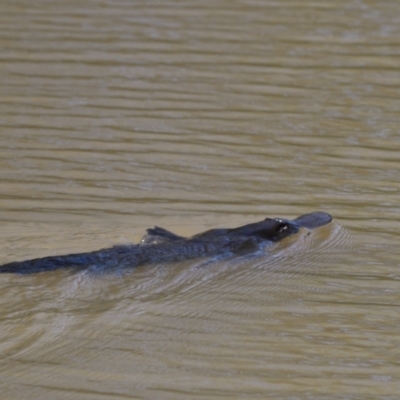 Ornithorhynchus anatinus (Platypus) at Jerrabomberra Wetlands - 26 Sep 2021 by Waterwatch