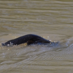 Ornithorhynchus anatinus at Jerrabomberra Wetlands - 26 Sep 2021