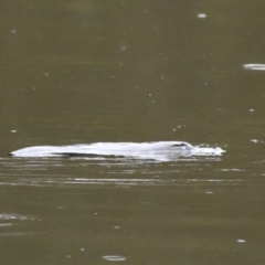 Ornithorhynchus anatinus (Platypus) at Tidbinbilla Nature Reserve - 23 Jul 2021 by Waterwatch