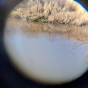 Ornithorhynchus anatinus at Molonglo River Reserve - 22 Jul 2021