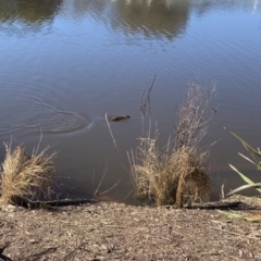 Hydromys chrysogaster (Rakali or Water Rat) at Queanbeyan River - 30 Jul 2021 by Waterwatch