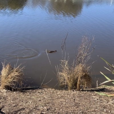 Hydromys chrysogaster (Rakali or Water Rat) at Queanbeyan River - 30 Jul 2021 by Waterwatch