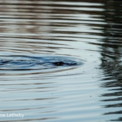 Ornithorhynchus anatinus (Platypus) at QPRC LGA - 23 Aug 2021 by Waterwatch