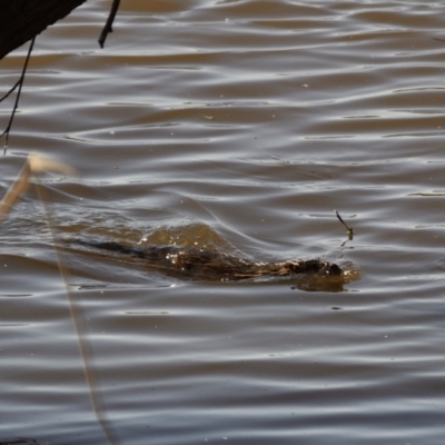 Hydromys chrysogaster (Rakali or Water Rat) at Jerrabomberra Wetlands - 22 Sep 2021 by Waterwatch