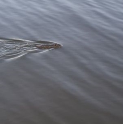 Hydromys chrysogaster (Rakali or Water Rat) at Lake Burley Griffin Central/East - 26 Apr 2021 by Waterwatch