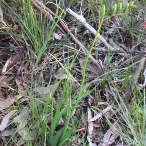 Freesia leichtlinii subsp. leichtlinii x Freesia leichtlinii subsp. alba at Hawker, ACT - 20 Sep 2022 09:30 AM