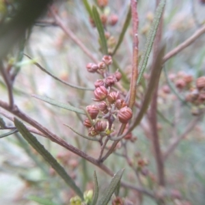 Dodonaea viscosa at Cooma, NSW - 21 Sep 2022 03:07 PM