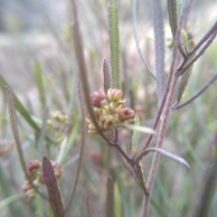 Dodonaea viscosa at Cooma, NSW - 21 Sep 2022