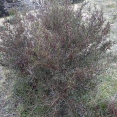 Dodonaea viscosa at Cooma, NSW - 21 Sep 2022 03:07 PM