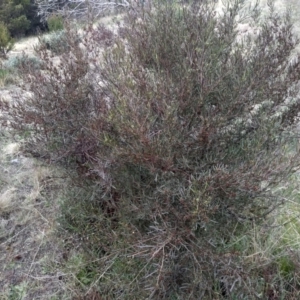 Dodonaea viscosa at Cooma, NSW - 21 Sep 2022