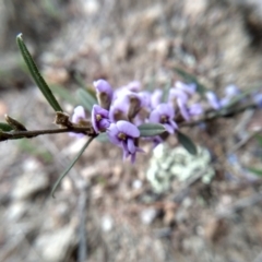 Hovea heterophylla (Common Hovea) at Cooma, NSW - 21 Sep 2022 by mahargiani