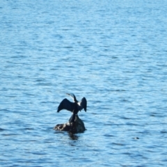 Microcarbo melanoleucos (Little Pied Cormorant) at Margate, TAS - 15 Jun 2019 by Amata