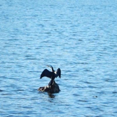 Microcarbo melanoleucos (Little Pied Cormorant) at Margate, TAS - 15 Jun 2019 by Amata