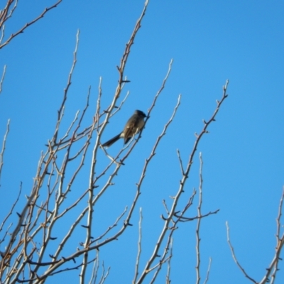 Rhipidura albiscapa (Grey Fantail) at Margate, TAS - 21 Jun 2019 by Birdy