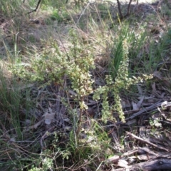 Bursaria spinosa (Native Blackthorn, Sweet Bursaria) at The Pinnacle - 19 Sep 2022 by sangio7
