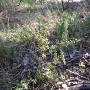 Bursaria spinosa at Hawker, ACT - 20 Sep 2022 09:33 AM