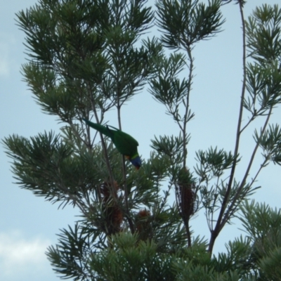 Trichoglossus moluccanus (Rainbow Lorikeet) at Margate, TAS - 29 Jun 2019 by Amata