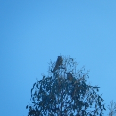 Anthochaera paradoxa (Yellow Wattlebird) at Margate, TAS - 6 Jul 2019 by Amata