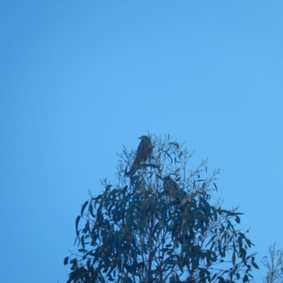 Anthochaera paradoxa (Yellow Wattlebird) at Margate, TAS - 6 Jul 2019 by Daniel Montes